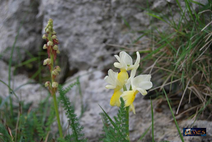 orchidi antropophora e pauciflora.JPG